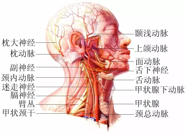 脖子才是身體最致命的位置！